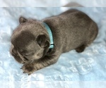 Small Photo #10 French Bulldog Puppy For Sale in BUCKS BAR, CA, USA