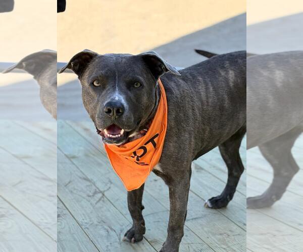 Medium Photo #4 American Pit Bull Terrier Puppy For Sale in Spring Lake, NJ, USA