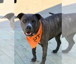 Small #3 American Pit Bull Terrier