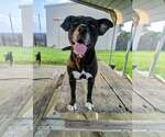 India - sweet soulful girl - Female Labrador Retriever Dog for Adoption - Small photo