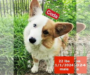 Pembroke Welsh Corgi Dogs for adoption in West Hollywood, CA, USA