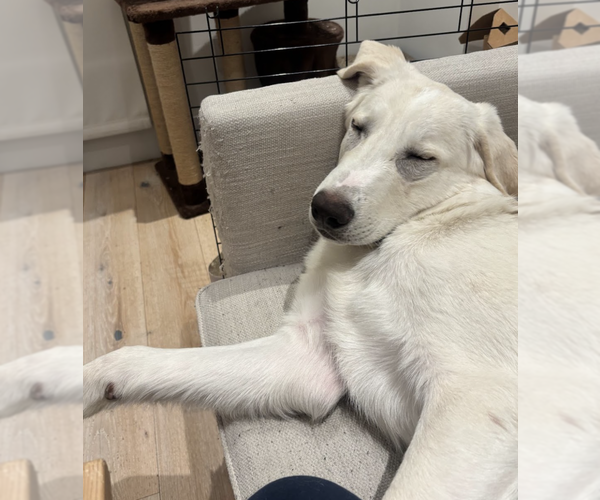 Medium Photo #6 Great Pyrenees-Unknown Mix Puppy For Sale in Brooklyn, NY, USA