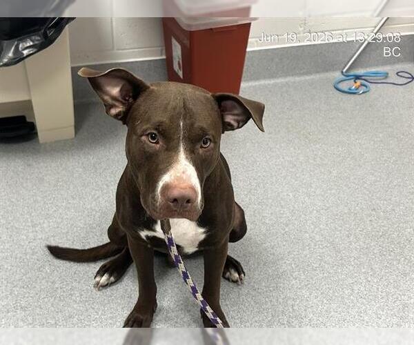 Medium Photo #1 American Pit Bull Terrier Puppy For Sale in Ocala, FL, USA