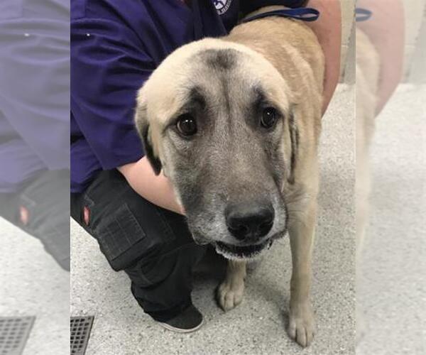 Medium Photo #1 Anatolian Shepherd Puppy For Sale in Conroe, TX, USA