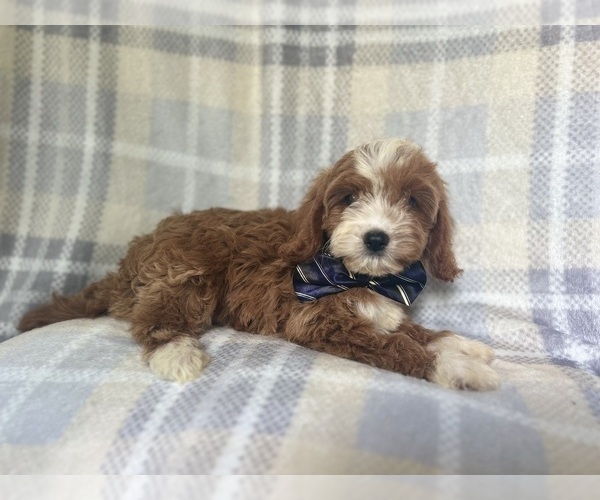 Medium Photo #5 Cavapoo Puppy For Sale in LAKELAND, FL, USA