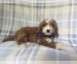 Small #4 Cavapoo