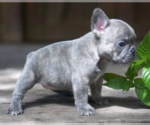 French Bulldog Puppy for sale in HARRISBURG, PA, USA