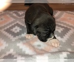 Small Photo #2 Boxer Puppy For Sale in BISMARCK, AR, USA