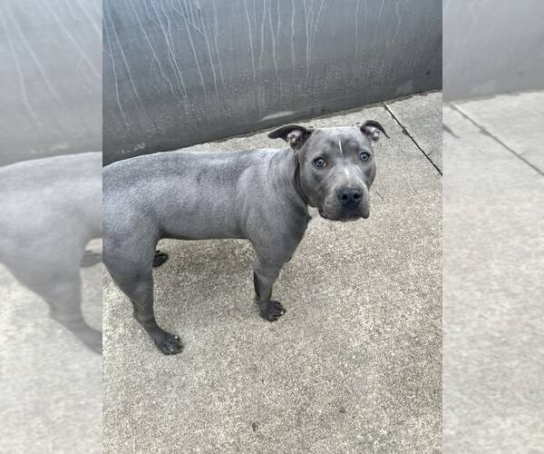 Medium Photo #6 Mutt Puppy For Sale in Crete, IL, USA