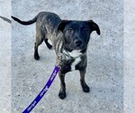 Small Photo #1 Boxer-Mountain Cur Mix Puppy For Sale in Oakhurst, NJ, USA