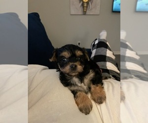 Yorkshire Terrier Puppy for sale in CONLEY, GA, USA