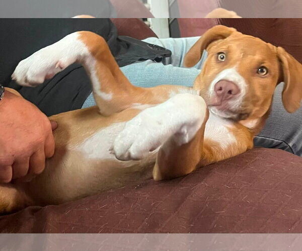 Medium Photo #1 Mutt Puppy For Sale in Mount Laurel, NJ, USA