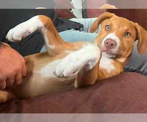 Mutt Dogs for adoption in Mount Laurel, NJ, USA