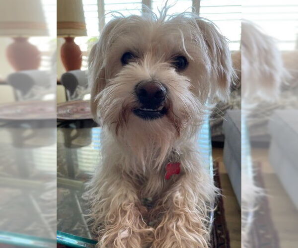 Medium Photo #5 Maltipoo (Miniature) Puppy For Sale in San Diego, CA, USA