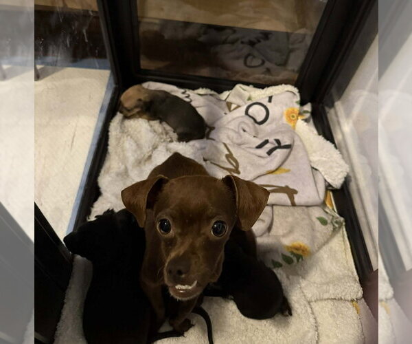 Medium Photo #2 Chihuahua-Unknown Mix Puppy For Sale in Lakewood, CO, USA