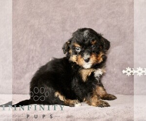 Bernedoodle (Miniature) Puppy for sale in GORDONVILLE, PA, USA