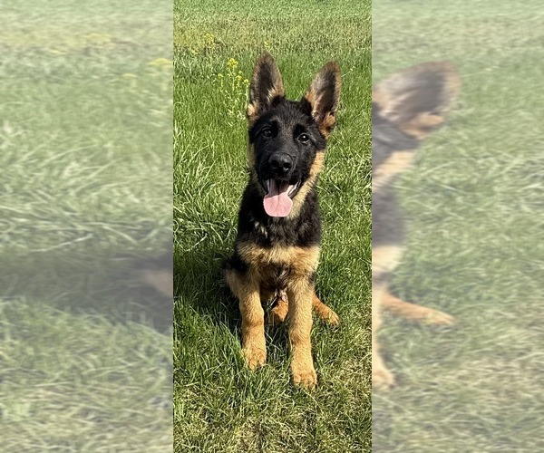 Medium Photo #2 German Shepherd Dog Puppy For Sale in NEWVILLE, PA, USA