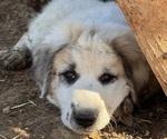 Puppy Green Anatolian Shepherd-Great Pyrenees Mix