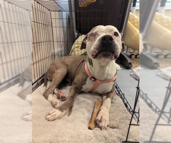 Medium Photo #1 American Pit Bull Terrier Puppy For Sale in Ogden, UT, USA