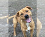 Small #1 Labrador Retriever Mix