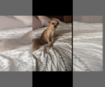 Small Photo #1 Chihuahua Puppy For Sale in SAINT AUGUSTINE, FL, USA