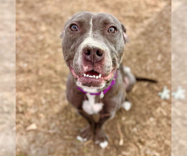 Medium Photo #1 American Pit Bull Terrier Puppy For Sale in Aurora, CO, USA