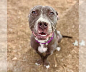 American Pit Bull Terrier Dogs for adoption in Aurora, CO, USA