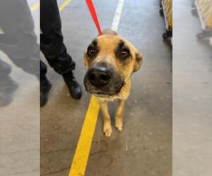 German Shepherd Dog Dogs for adoption in Rancho Cucamonga, CA, USA