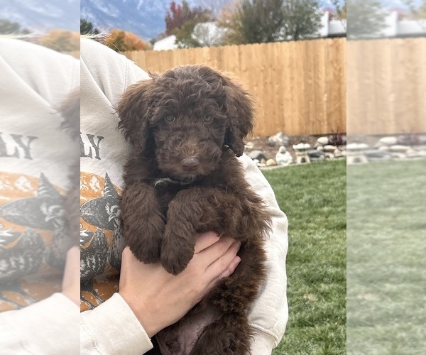 Medium Photo #13 Poodle (Standard) Puppy For Sale in GARDNERVILLE, NV, USA