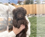 Small Photo #13 Poodle (Standard) Puppy For Sale in GARDNERVILLE, NV, USA