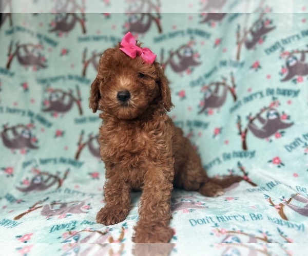 Medium Photo #4 Goldendoodle (Miniature) Puppy For Sale in LAKELAND, FL, USA