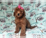 Small #3 Goldendoodle (Miniature)
