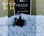 Small #2 French Bulldog