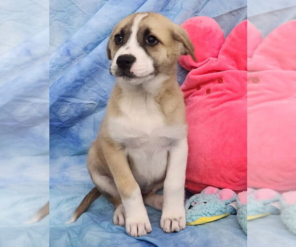 Medium Photo #3 Labsky Puppy For Sale in Wetumpka, AL, USA