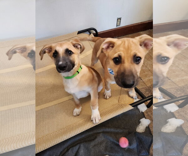 Medium Photo #2 Labrador Retriever-Unknown Mix Puppy For Sale in New London, WI, USA