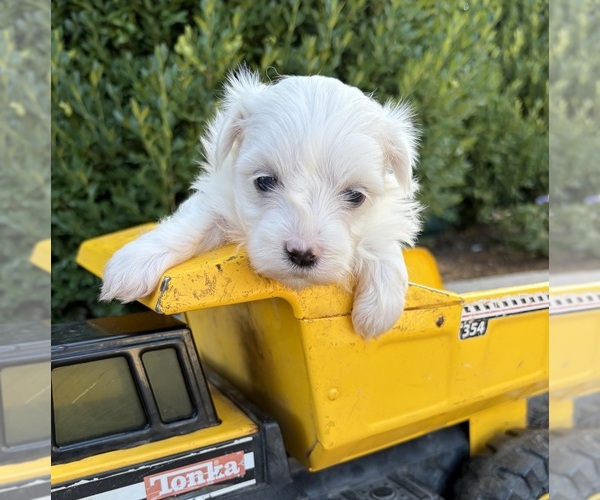 Medium Photo #3 Maltese Puppy For Sale in MIDDLEBURY, IN, USA