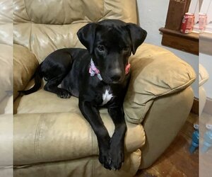 American Pit Bull Terrier-Labrador Retriever Mix Dogs for adoption in Princeton, MN, USA