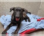 *TIGER - Male Mutt Dog for Adoption - Small photo