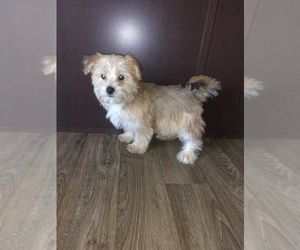 Yorkshire Terrier Puppy for sale in LAPEER, MI, USA