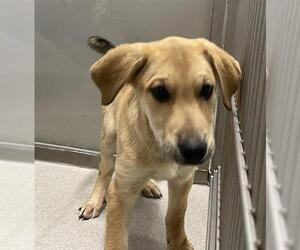 Labrador Retriever Dogs for adoption in Grasswood, Saskatchewan, Canada