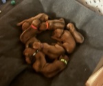 Small #20 Rhodesian Ridgeback
