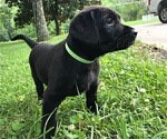 Small Photo #3 Labrador Retriever Puppy For Sale in WACO, GA, USA