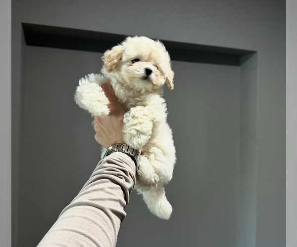 Medium Photo #5 Poodle (Toy) Puppy For Sale in CHARLOTTE, NC, USA