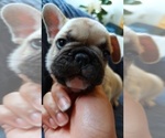 Small Photo #41 French Bulldog Puppy For Sale in MANHATTAN, NY, USA