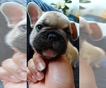 Small #40 French Bulldog