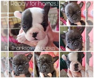 French Bulldog Puppy for sale in EAGLE POINT, OR, USA