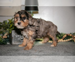 Small #2 Cavapoo (Miniature)
