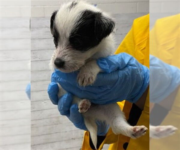 Medium Photo #1 Mutt Puppy For Sale in San Bernardino, CA, USA