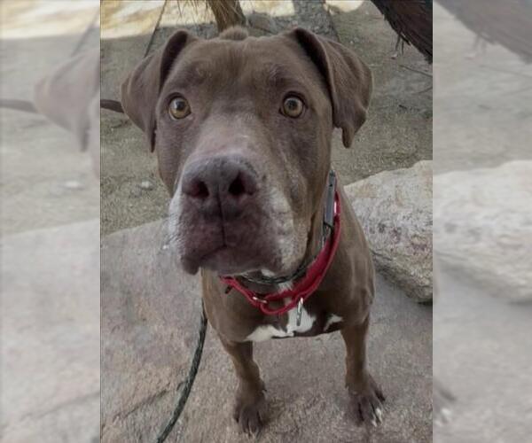 Medium Photo #1 Mutt Puppy For Sale in Las Vegas, NV, USA