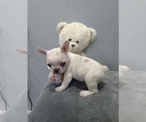 Medium French Bulldog